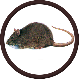 Ratte